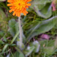 Orange Hawkweed, Fox and Cubs